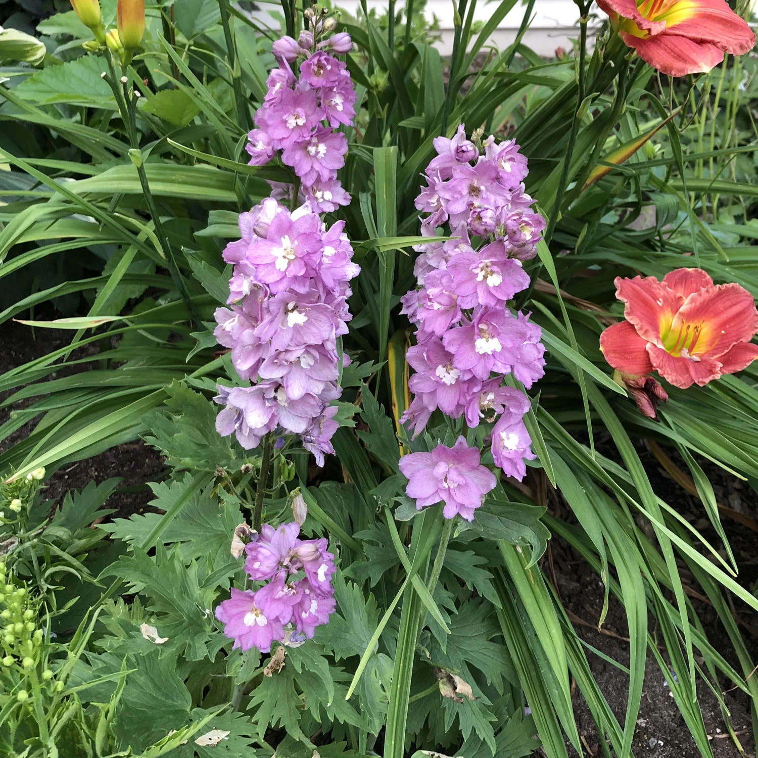 Delphinium Magic Fountain 'Deep Rose White Bee' 2 Litre - Image 3