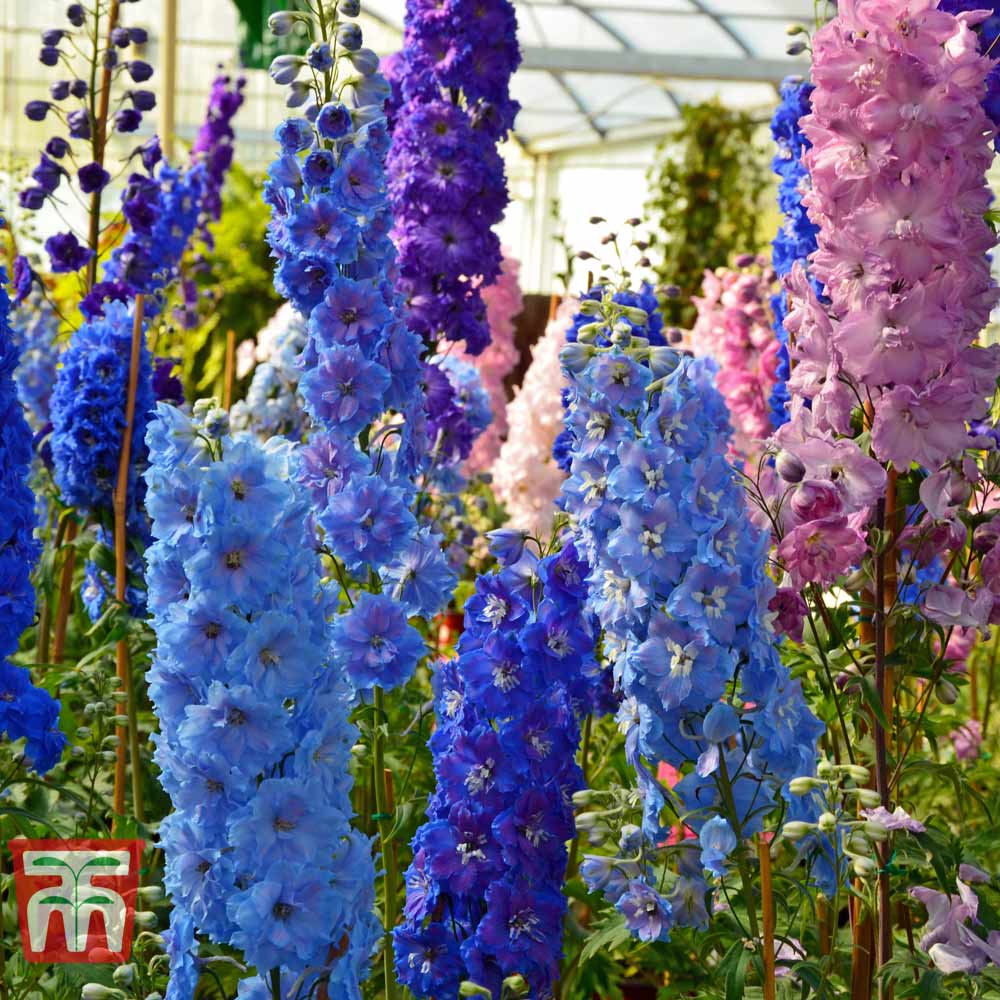 Delphinium 'Pacific Hybrids' Mix