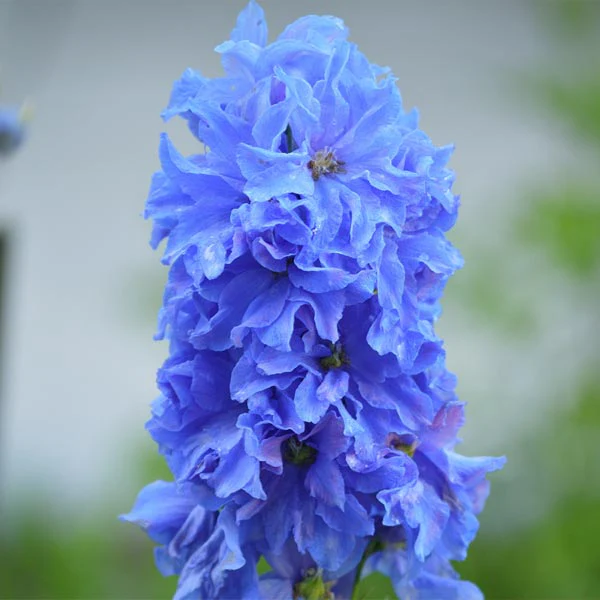 Delphinium 'Pacific Hybrids' Mix - Image 2