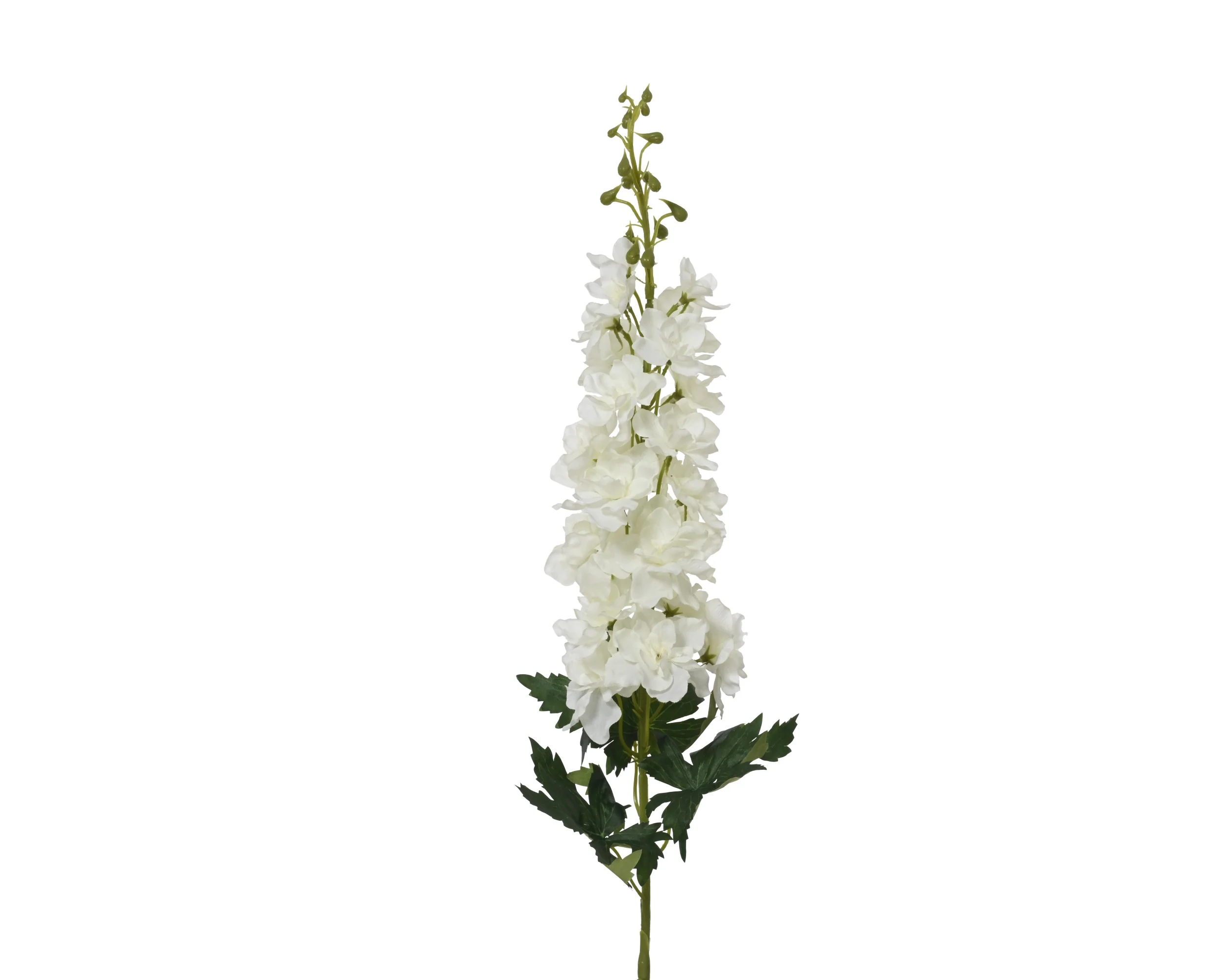Delphinium stem cream