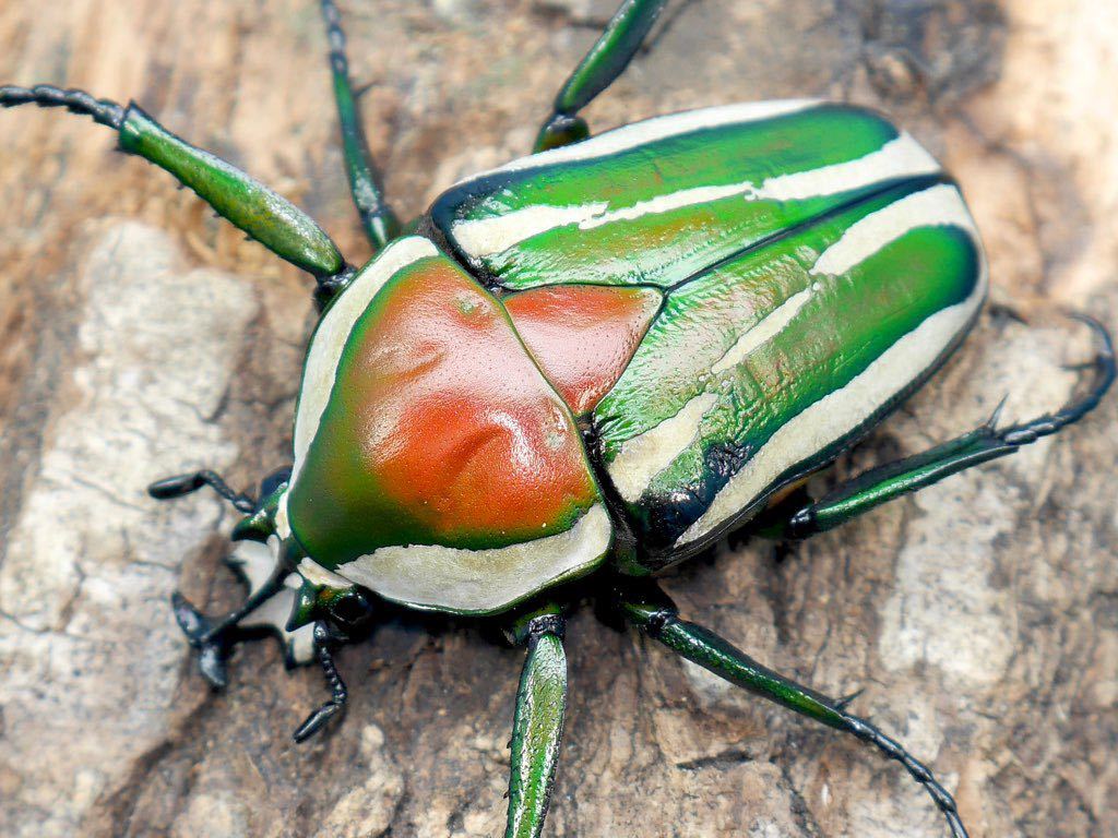 Derby’s Flower Beetle (Dicronorhina derbyana) Larva