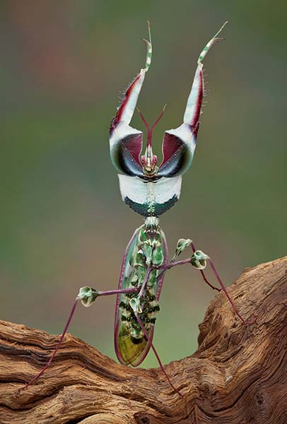 Devil's Flower Mantis | Idolomantis diabolica - Image 2