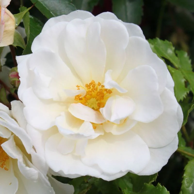 Diamant Ground Cover Rose 3 Litre - Image 2