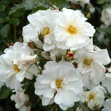 Diamant Ground Cover Rose 3 Litre - Image 3