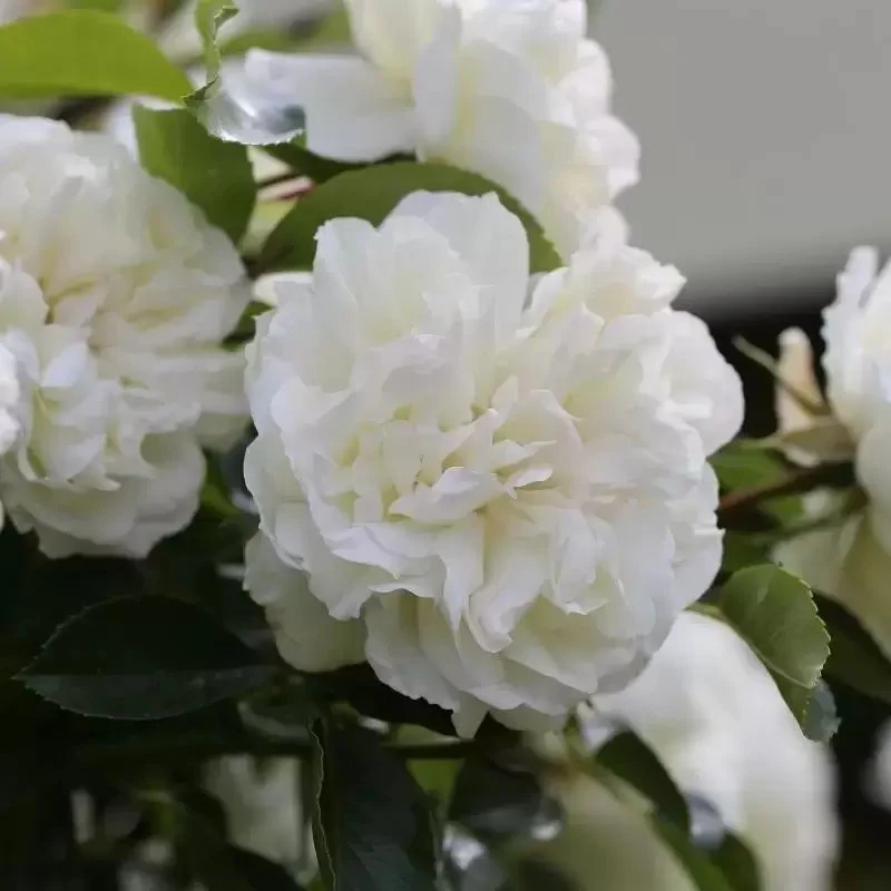 Diamond Dad Floribunda Rose 3.5 Litre - Image 2