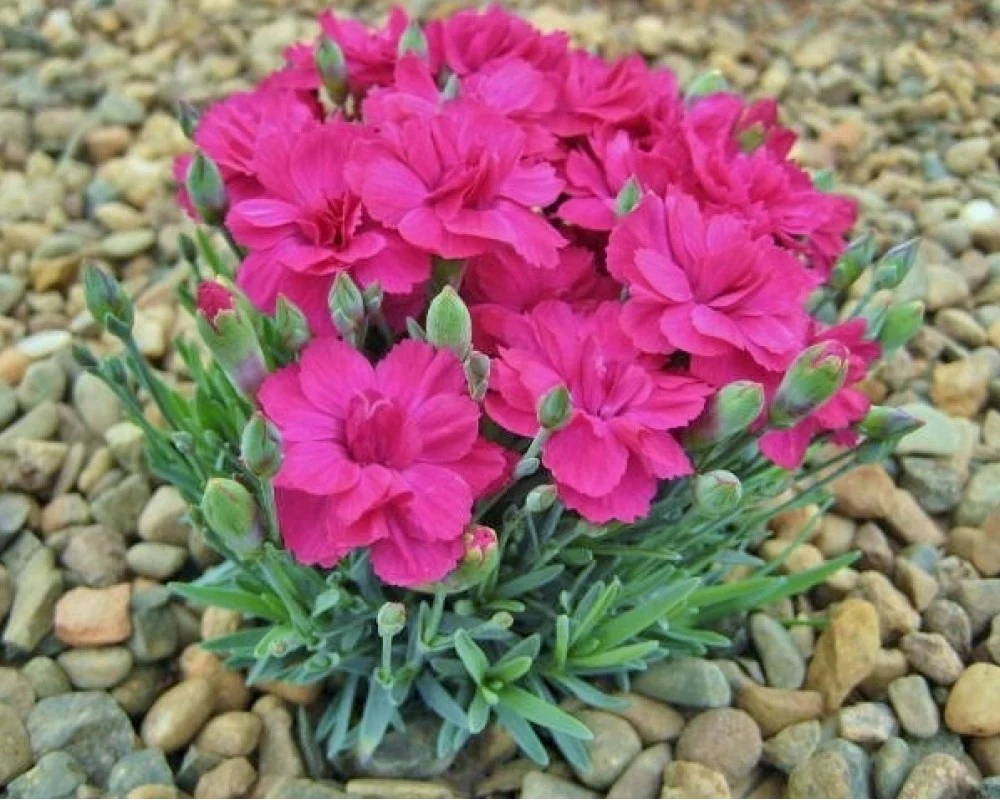 Dianthus Annette - Image 2
