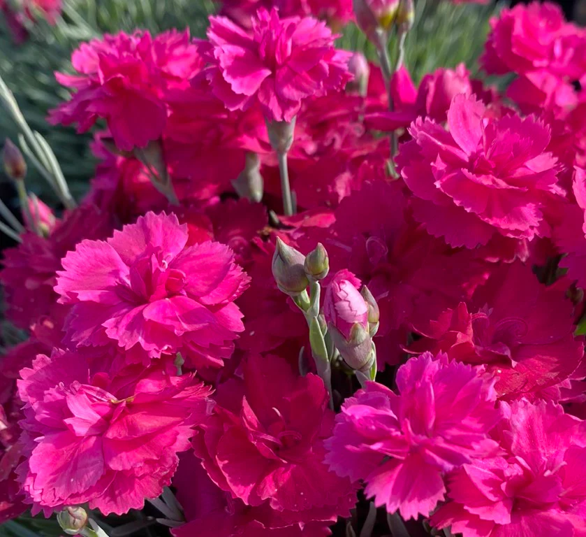 Dianthus Annette - Image 3