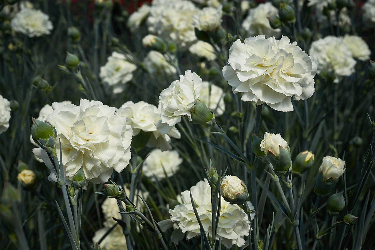 Dianthus 'Bridal Star'   2L - Image 2