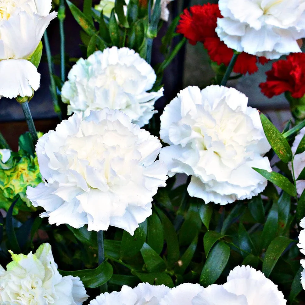 Dianthus 'Bridal Star'   2L - Image 3