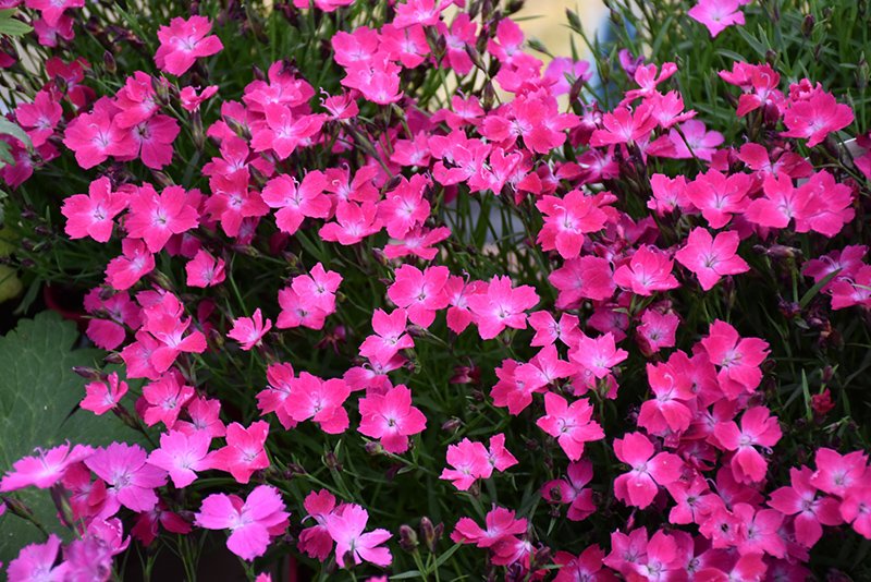 Dianthus Kahori 2L