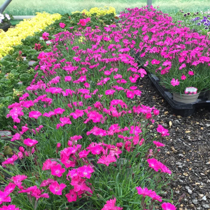 Dianthus Kahori 2L - Image 2