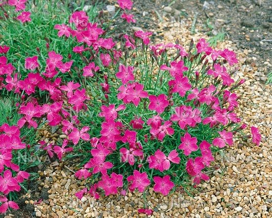 Dianthus Kahori 2L - Image 3