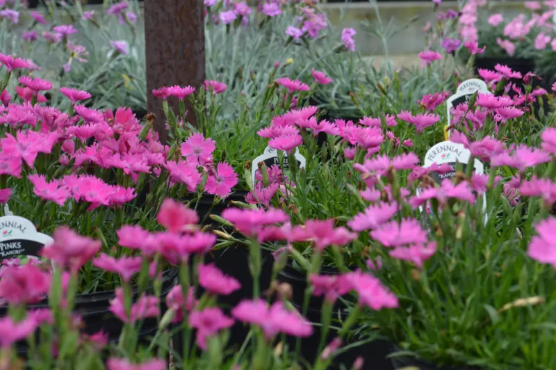 Dianthus Kahori 2L - Image 4