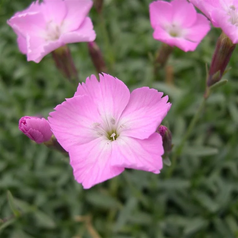 Dianthus 'La Bourboule' (9cm) - Image 3