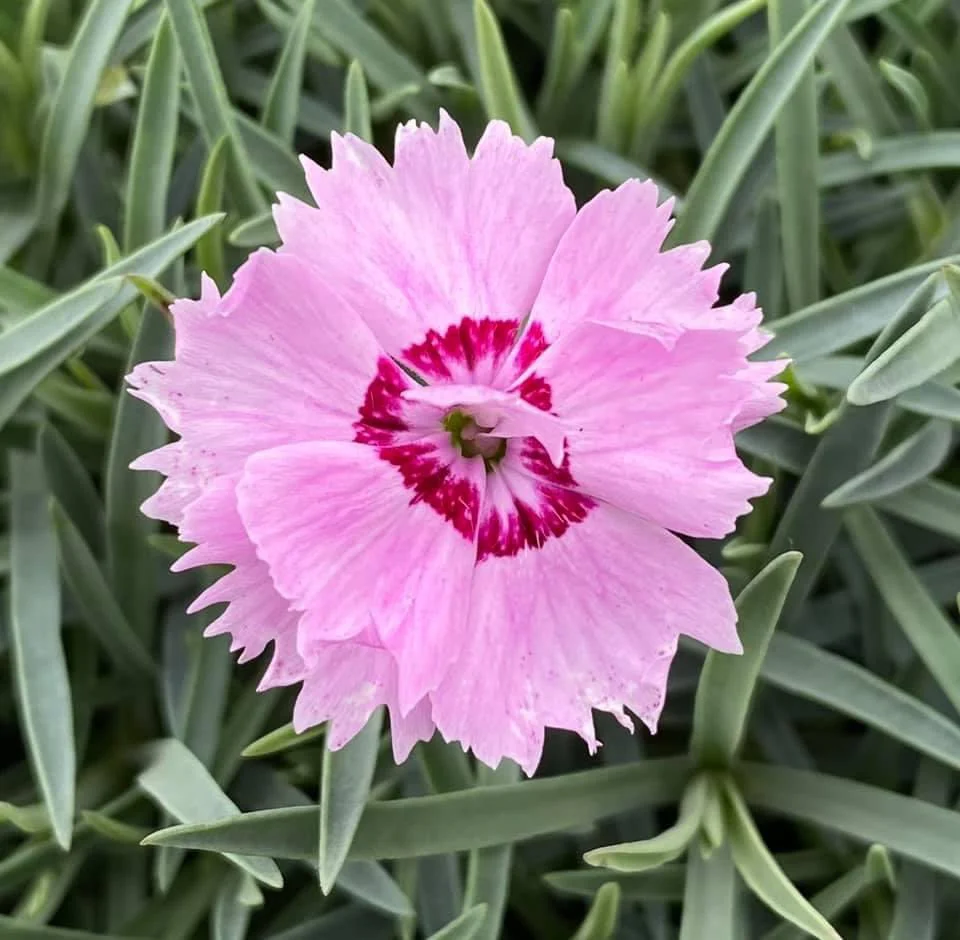 Dianthus 'Little Jock' - Image 2