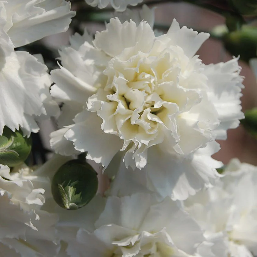 Dianthus 'Memories'   2 Litre