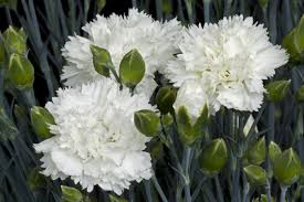 Dianthus 'Memories'   2 Litre - Image 2