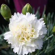 Dianthus 'Memories'   2 Litre - Image 3