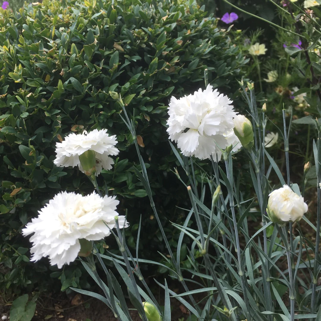 Dianthus 'Memories' (2 Litre) - Image 2