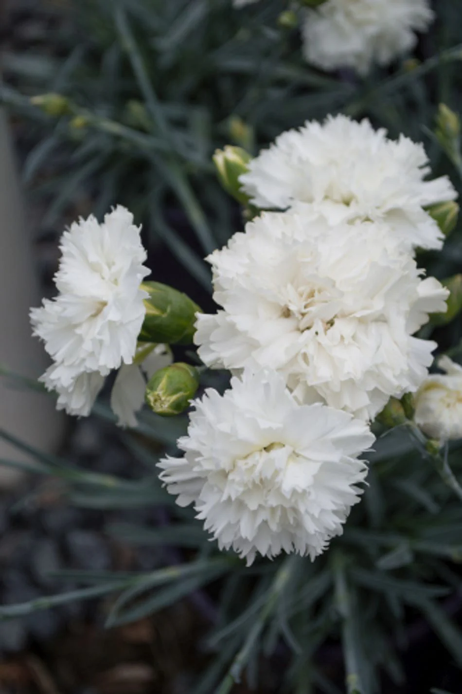 Dianthus 'Memories' (2 Litre) - Image 3