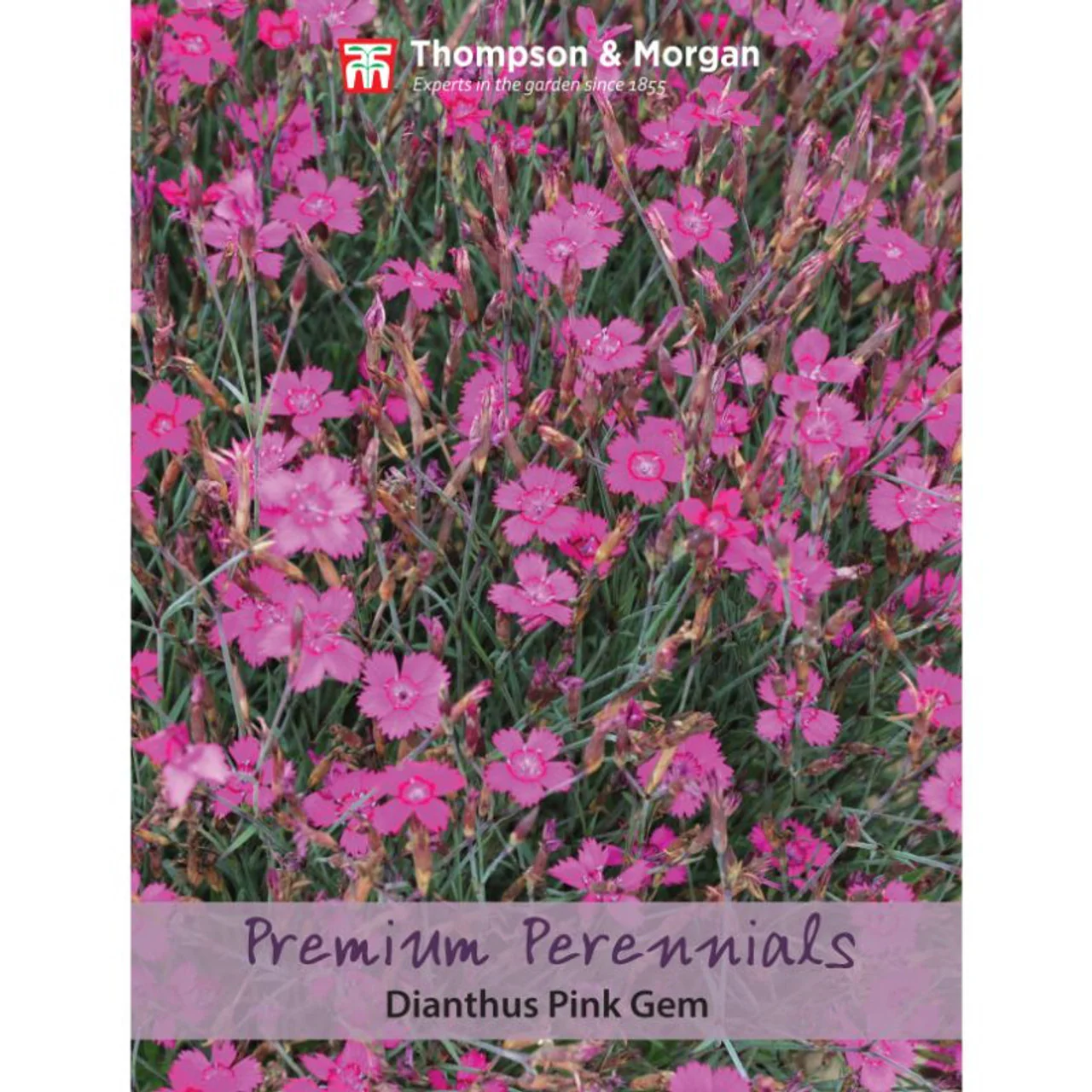 Dianthus Pink Gem
