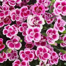 Dianthus Pink Kisses (P12) - Image 3
