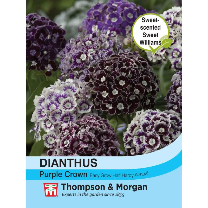 Dianthus barbatus 'Purple Crown'