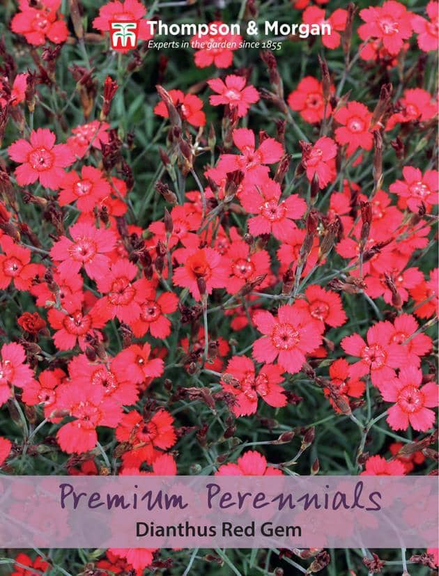 Dianthus 'Red Gem'