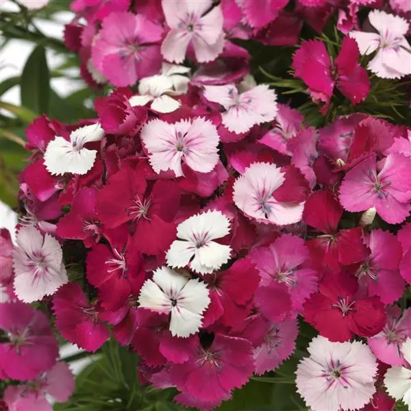 Dianthus x b. 'Dart Pink Magician' 2 Litre