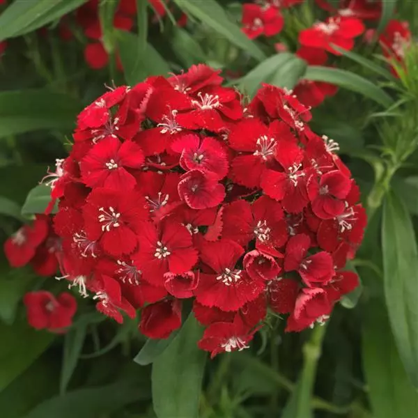Dianthus x b. 'Dart Scarlet Improved'