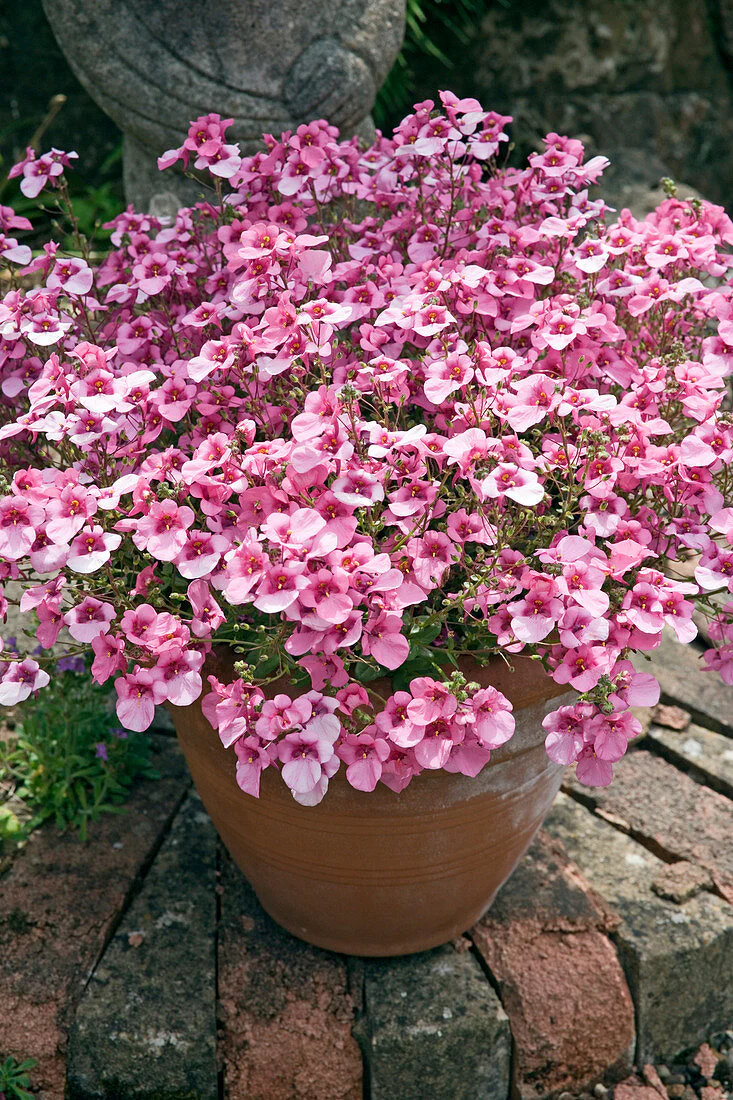Diascia Flying Antique Rose Alpine in 9cm Pot