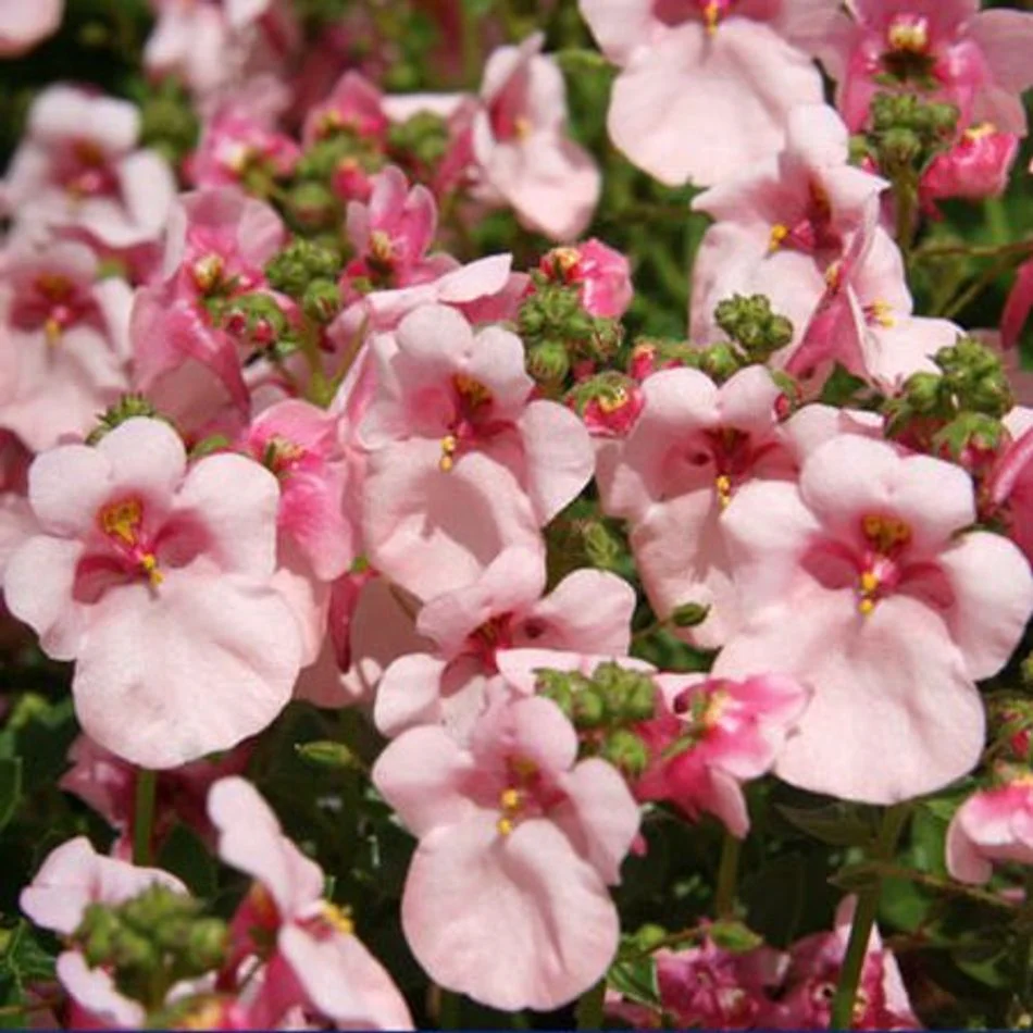 Diascia Flying Appleblossom 9cm