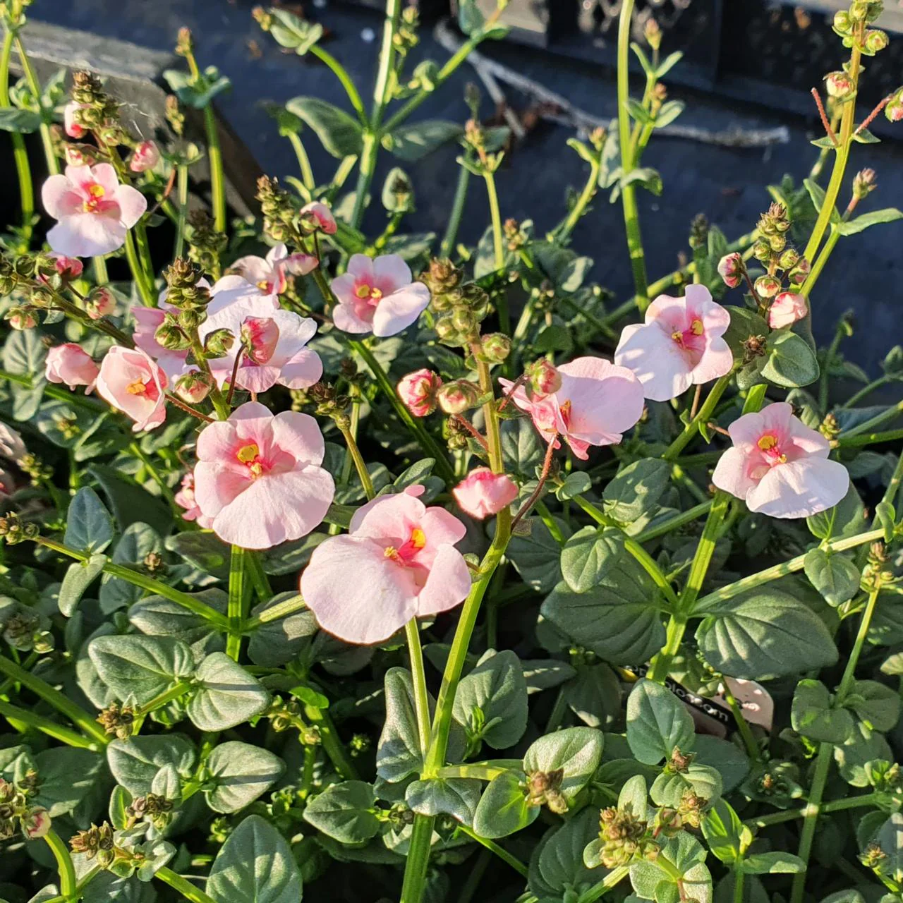 Diascia Flying Appleblossom 9cm - Image 2