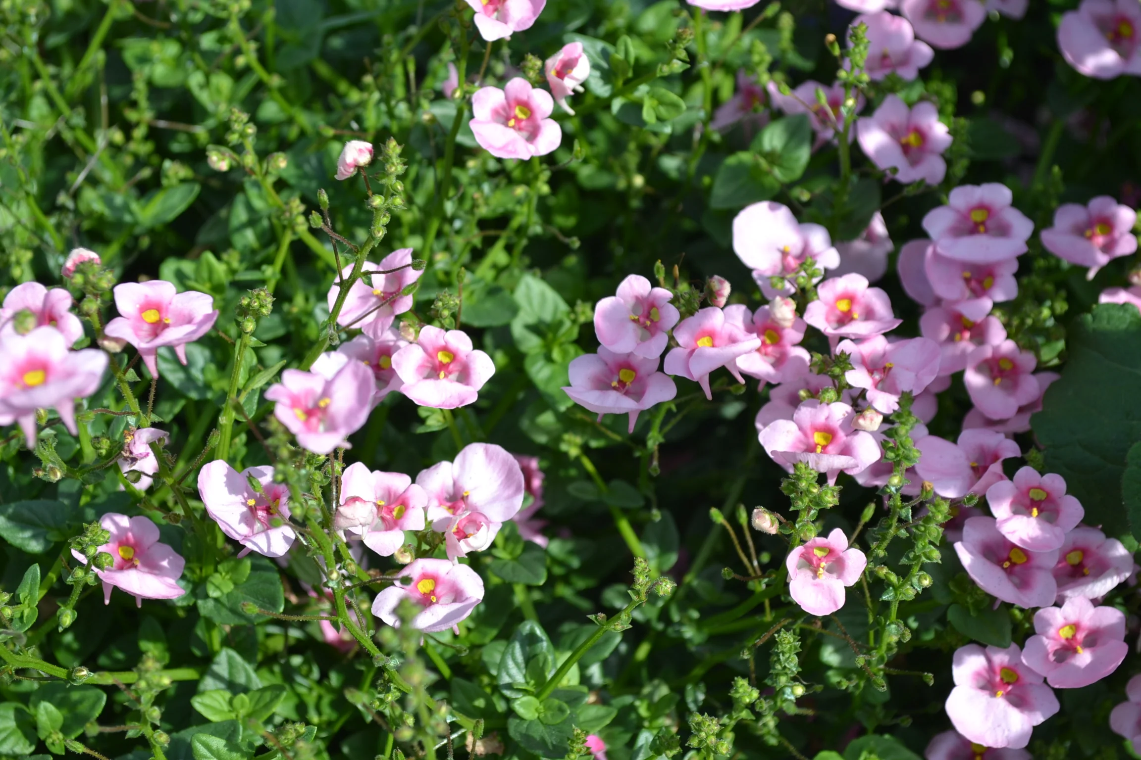Diascia Flying Light Pink - Image 2