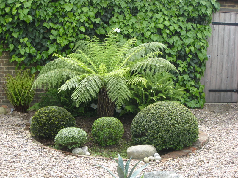 Dicksonia antartica Tree Fern 4 Ft Stem - Image 3