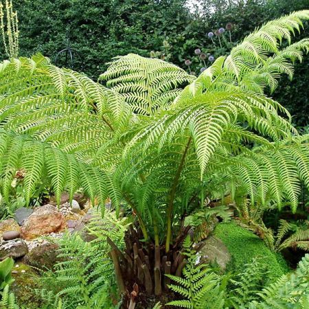 Dicksonia antartica Tree Fern 4 Ft Stem - Image 5