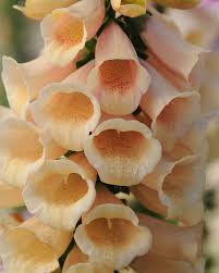 Digitalis purpurea 'Dalmatian Peach' - Image 2