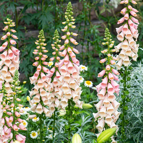 Digitalis purpurea 'Dalmatian Peach' - Image 3