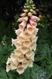 Digitalis purpurea 'Dalmatian Peach' - Image 4