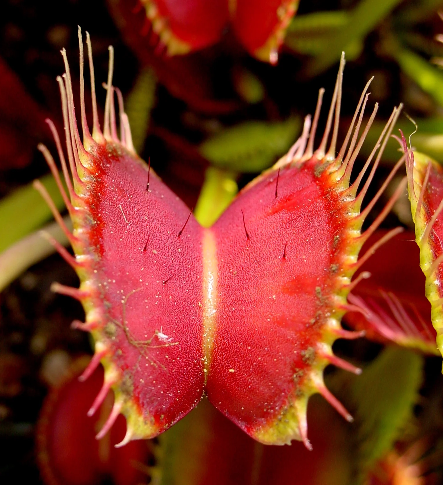 Dionaea muscipula 'Venus Flytrap' 7 cm Terracotta Pot - Image 4
