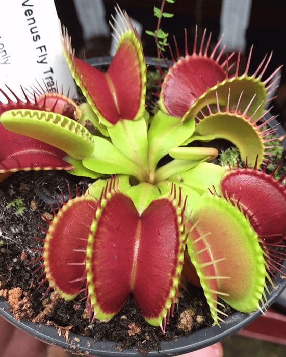 Dionaea Muscipula 'Venus Flytrap' (P 8.5) - Image 3