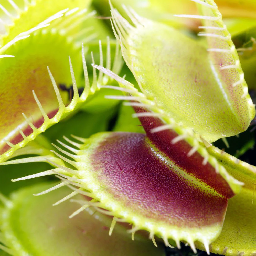 Venus Flytrap | Dionaea Muscipula (P12) - Image 4