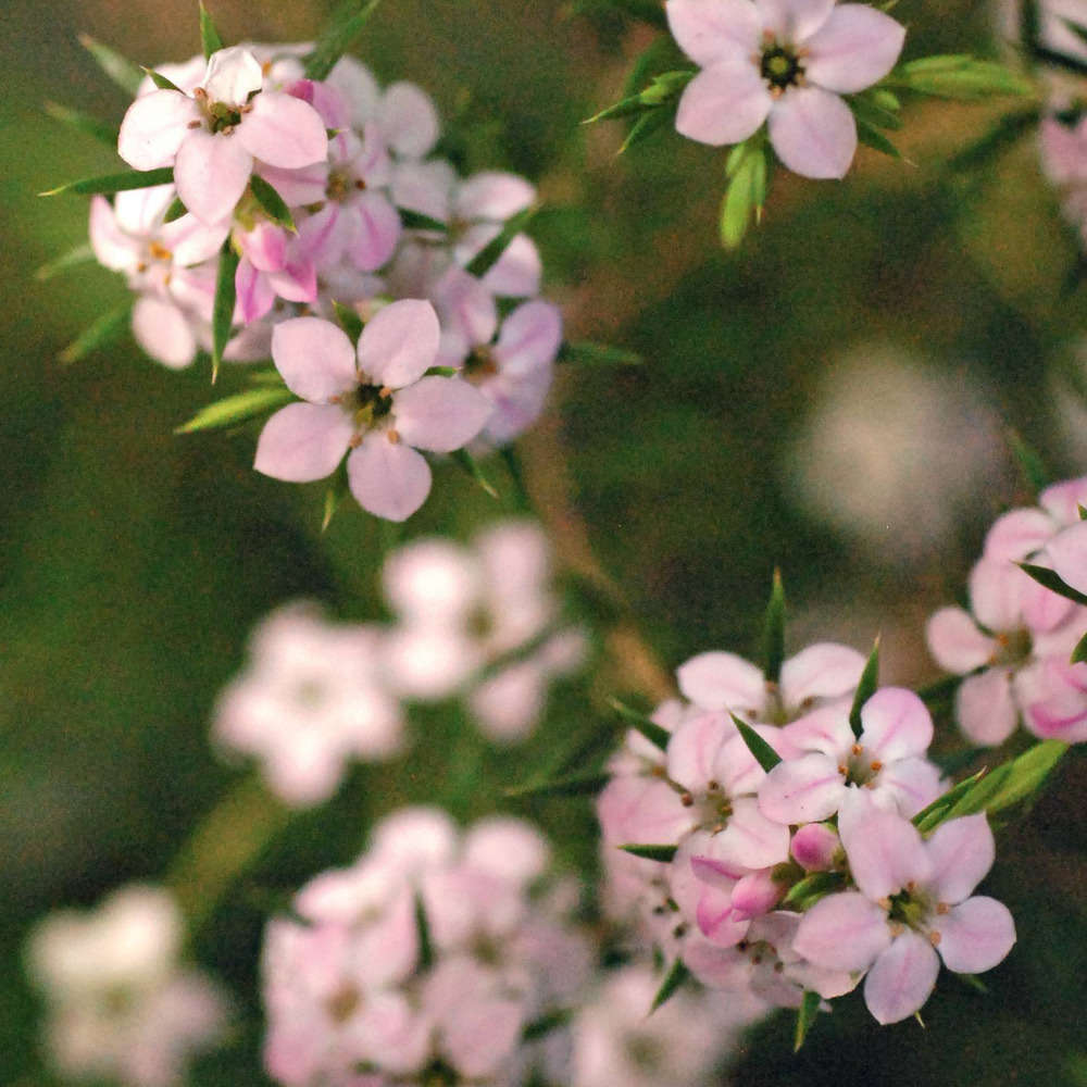 Diosma hirsuta 'Pink Fountain' (3 Litre) - Image 2
