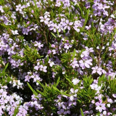 Diosma hirsuta 'Pink Fountain' (3 Litre) - Image 3