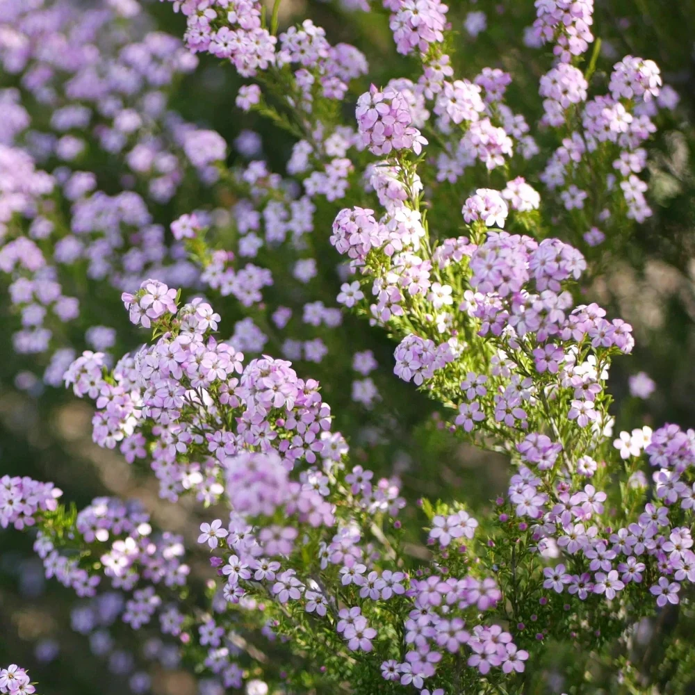 Diosma hirsuta 'Pink Fountain' (3 Litre) - Image 4