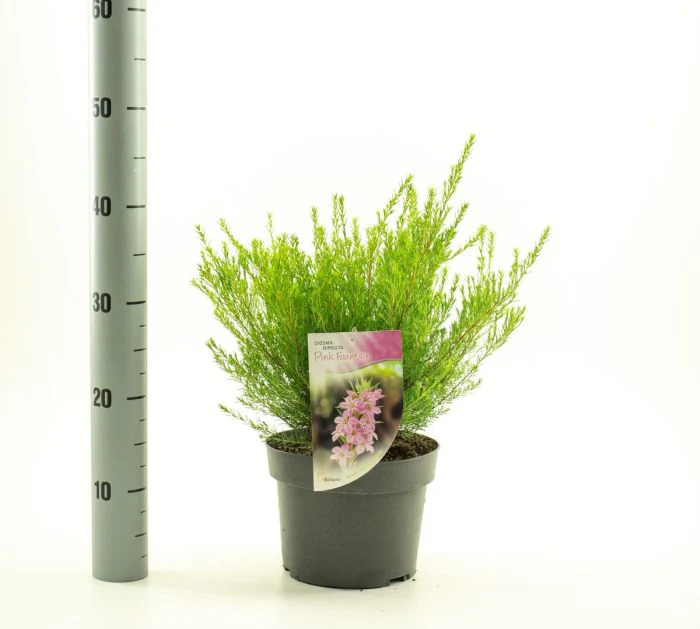 Diosma hirsuta 'Pink Fountain' (3 Litre) - Image 5
