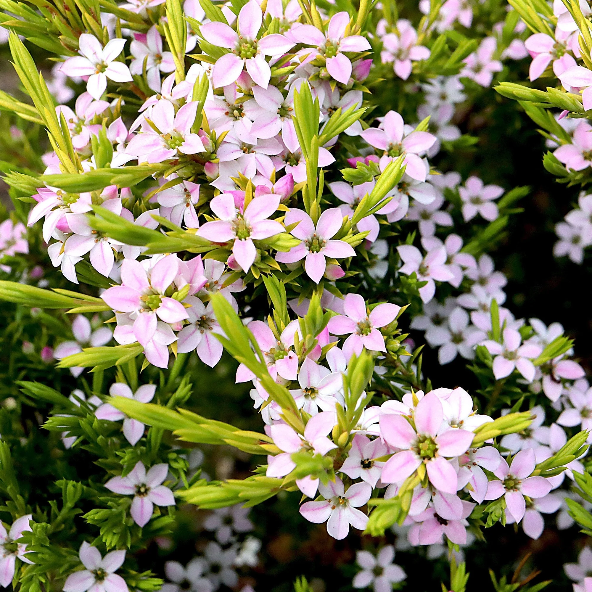 Diosma hirsuta 'Sunset Gold' (3 Litre)