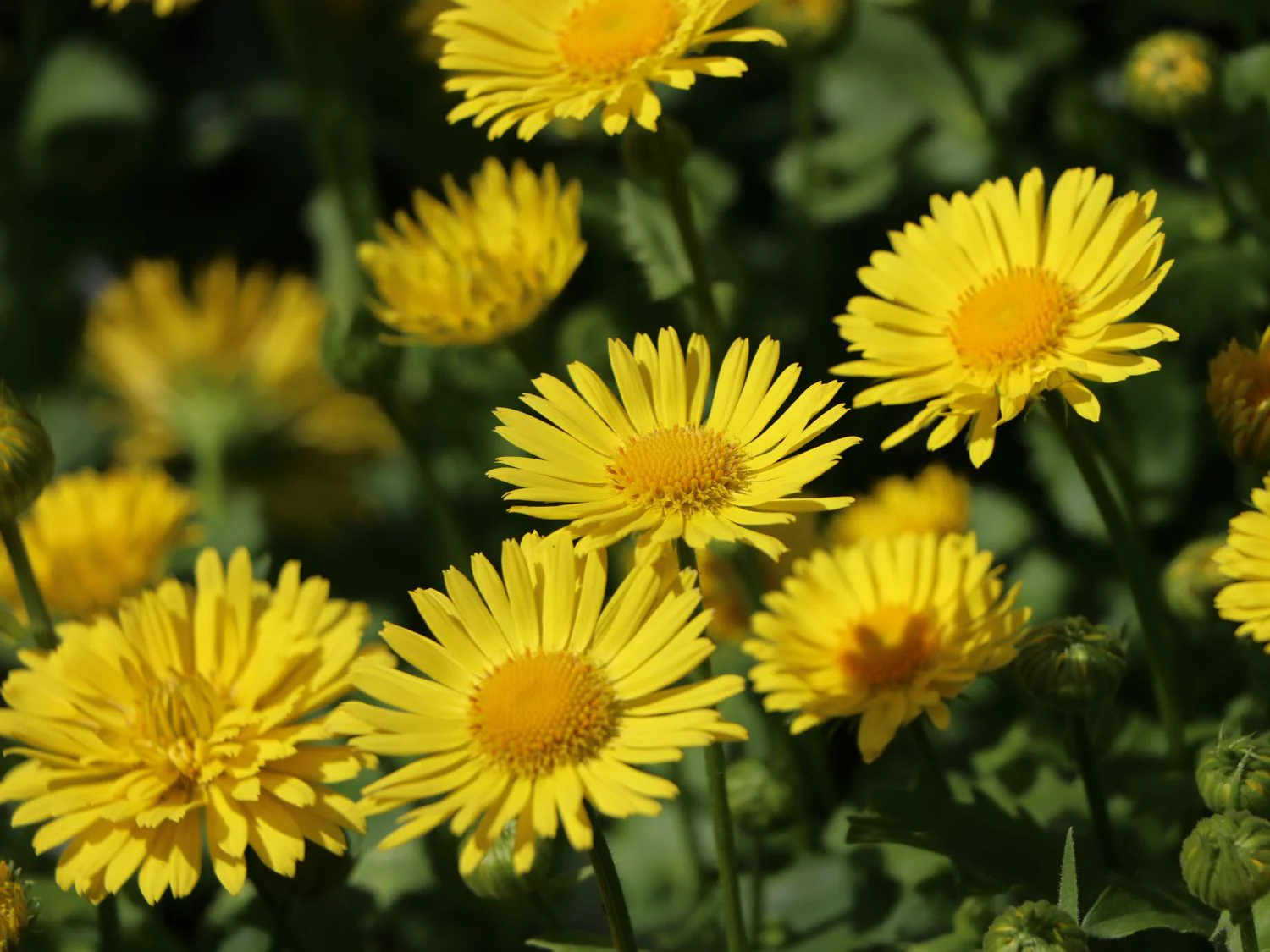 Doronicum 'Little Leo' 2 Litre - Image 2