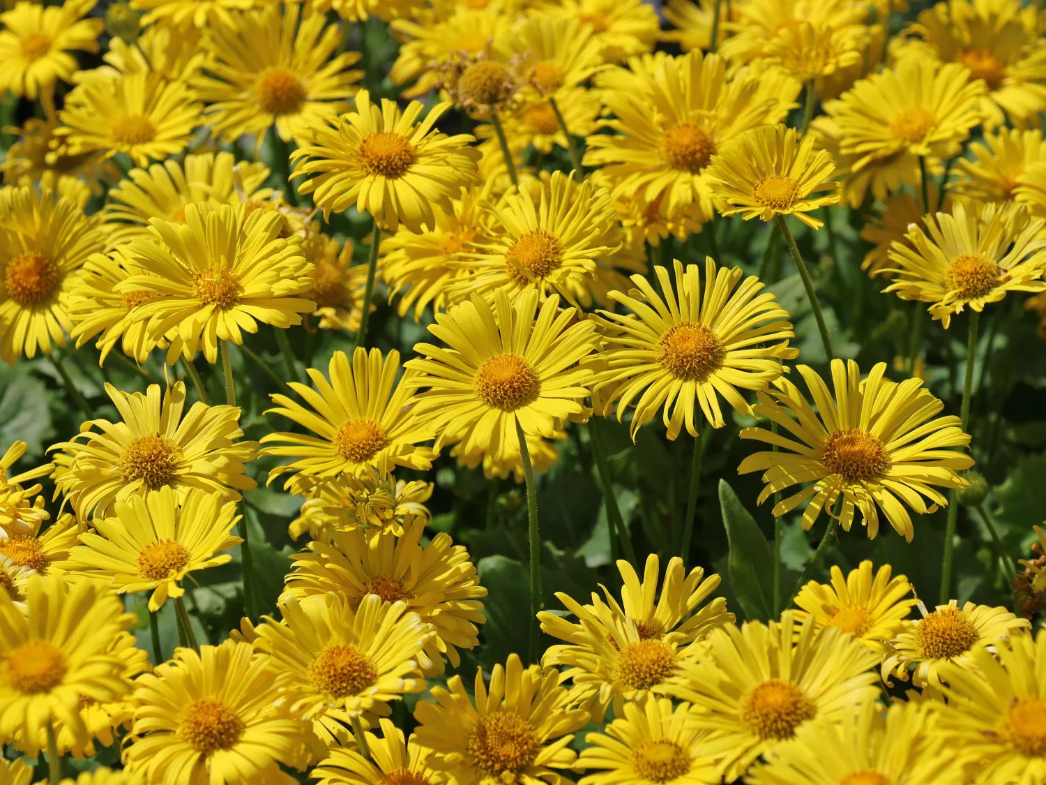 Doronicum 'Little Leo' 2 Litre - Image 3