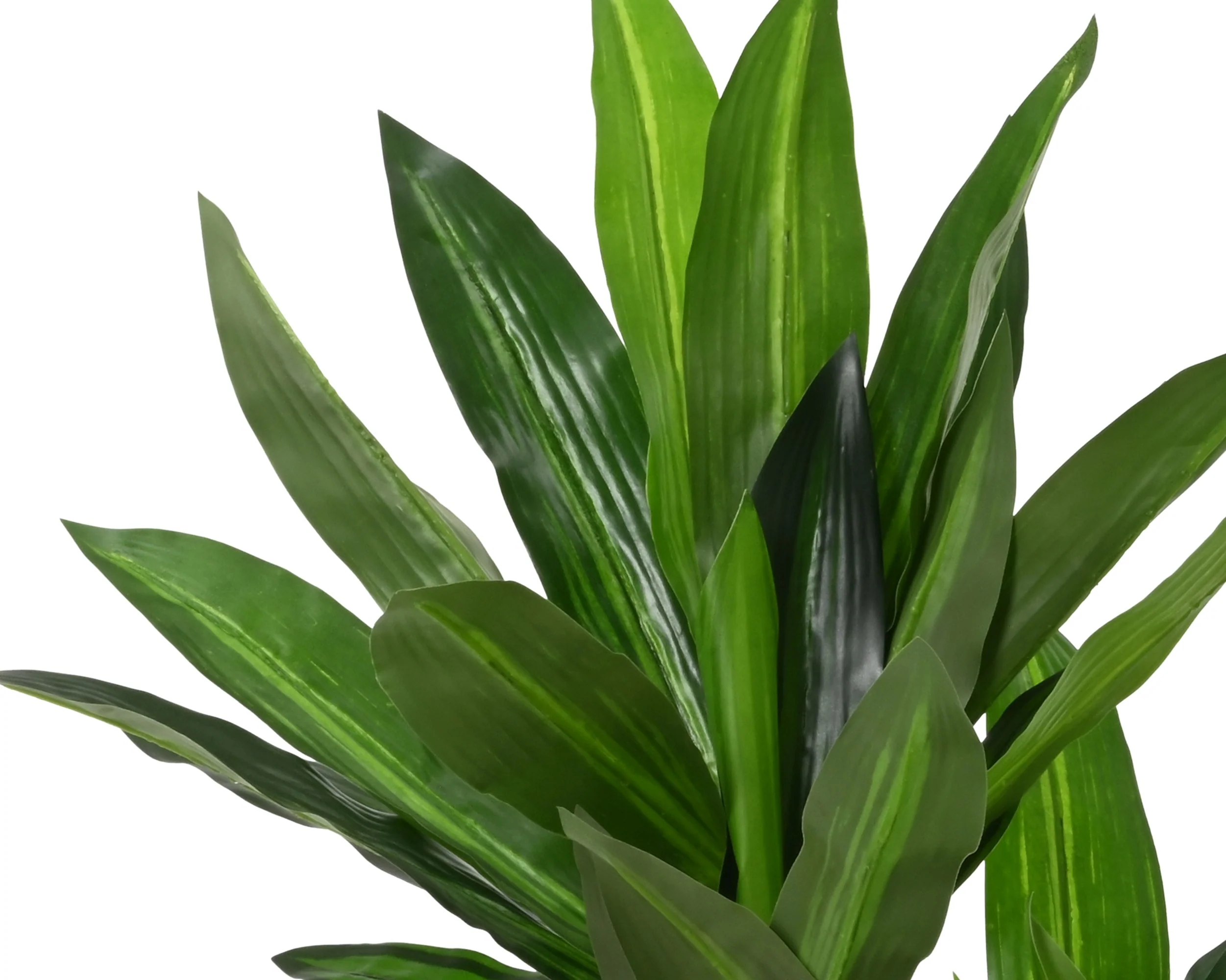 Dracaena in pot - Image 2